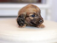 Kaninchen_Dachshund_1588 Kaninchen_Dachshund_1588
