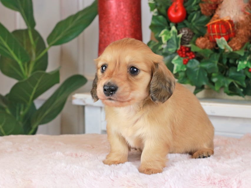 カニンヘンダックスフンド シオン&ボノの子犬 イエロー 男の子