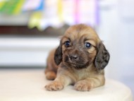 Kaninchen_Dachshund_1598 Kaninchen_Dachshund_1598