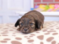 Kaninchen_Dachshund_1598