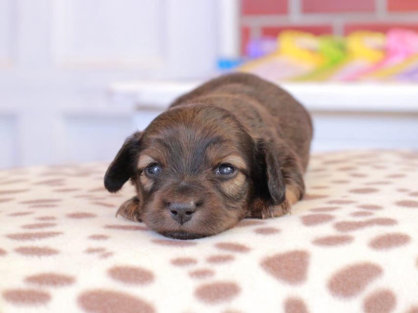カニンヘン ダックスフンド スィーティ & グローリーの子犬 レッド 男の子（1）