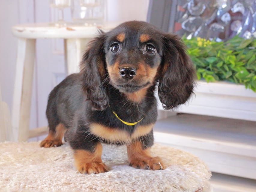 カニンヘンダックスフンド おんぷ&ブルースの子犬 ブラタン 男の子（1）