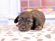 スィーティ & グローリーの子犬 レッド 男の子（1） カニンヘン ダックスフンド