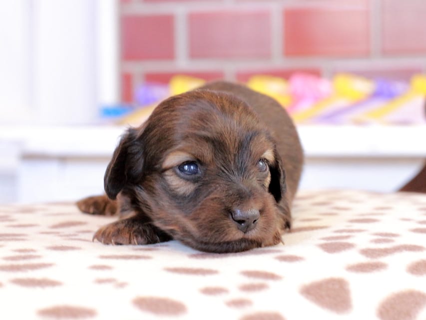 カニンヘン ダックスフンド スィーティ & グローリーの子犬 レッド 男の子（1）