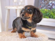 Kaninchen_Dachshund_1602 Kaninchen_Dachshund_1602