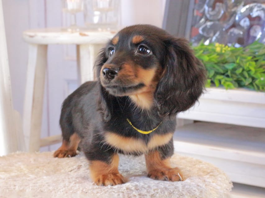 カニンヘンダックスフンド おんぷ&ブルースの子犬 ブラタン 男の子（1）