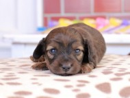 Kaninchen_Dachshund_1603