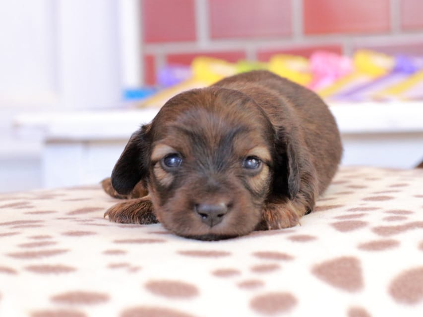 カニンヘン ダックスフンド スィーティ & グローリーの子犬 レッド 男の子（1）