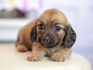 Kaninchen_Dachshund_1605