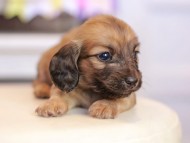 Kaninchen_Dachshund_1607