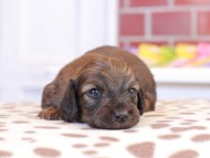 Kaninchen_Dachshund_1611