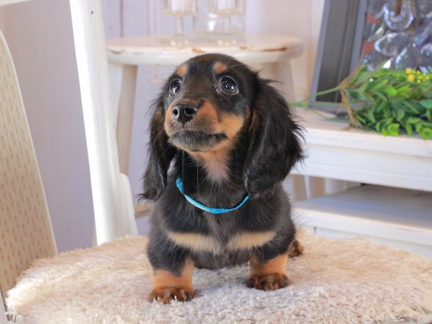 カニンヘンダックスフンド おんぷ&ブルースの子犬 ブラタン 男の子(2)Kaninchen_Dachshund_1612 カニンヘンダックスフンド おんぷ&ブルースの子犬 ブラタン 男の子(2)