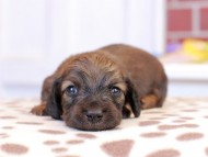 スィーティ & グローリーの子犬 レッド 男の子（2） カニンヘン ダックスフンド