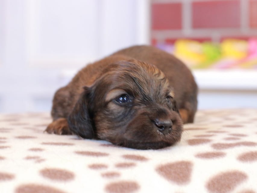 カニンヘン ダックスフンド スィーティ & グローリーの子犬 レッド 男の子（2）