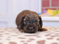 Kaninchen_Dachshund_1618