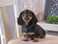 Kaninchen_Dachshund_1619