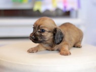 Kaninchen_Dachshund_1621