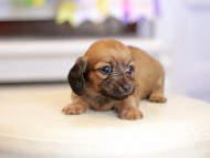 Kaninchen_Dachshund_1623 Kaninchen_Dachshund_1623