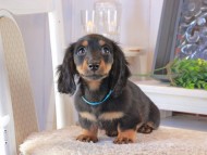 Kaninchen_Dachshund_1624