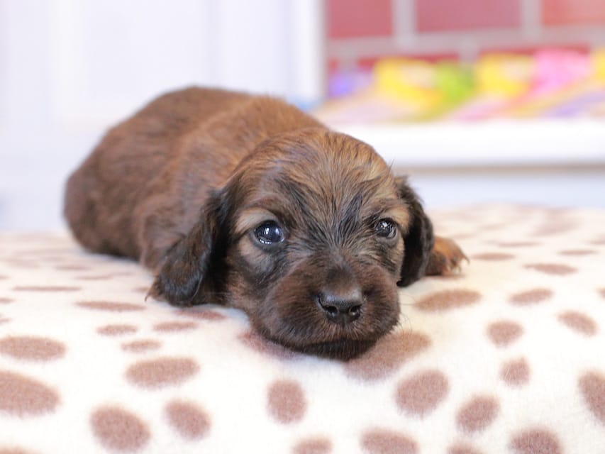 カニンヘン ダックスフンド スィーティ & グローリーの子犬 レッド 男の子（2）