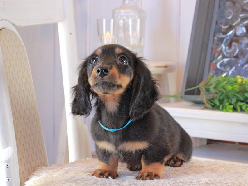 カニンヘンダックスフンド おんぷ&ブルースの子犬 ブラタン 男の子(2)Kaninchen_Dachshund_1625 カニンヘンダックスフンド おんぷ&ブルースの子犬 ブラタン 男の子(2)