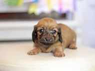 Kaninchen_Dachshund_1627