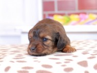 スィーティ & グローリーの子犬 レッド 女の子 カニンヘン ダックスフンド