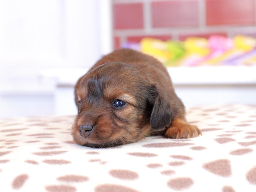 カニンヘン ダックスフンド スィーティ & グローリーの子犬 レッド 女の子