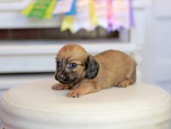 Kaninchen_Dachshund_1629