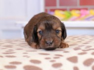 Kaninchen_Dachshund_1629