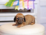 Kaninchen_Dachshund_1630
