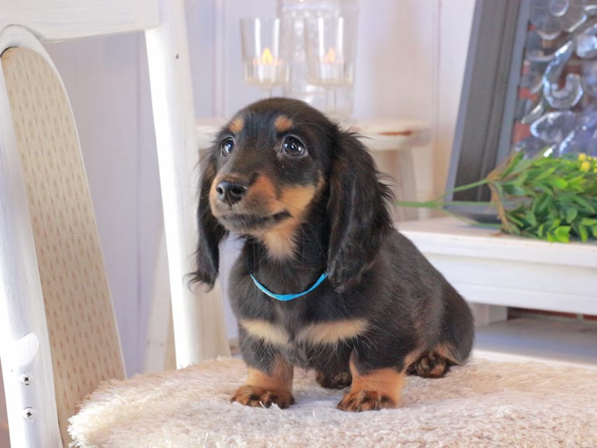 カニンヘンダックスフンド おんぷ&ブルースの子犬 ブラタン 男の子(2)Kaninchen_Dachshund_1630 カニンヘンダックスフンド おんぷ&ブルースの子犬 ブラタン 男の子(2)