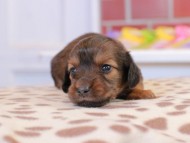 Kaninchen_Dachshund_1630