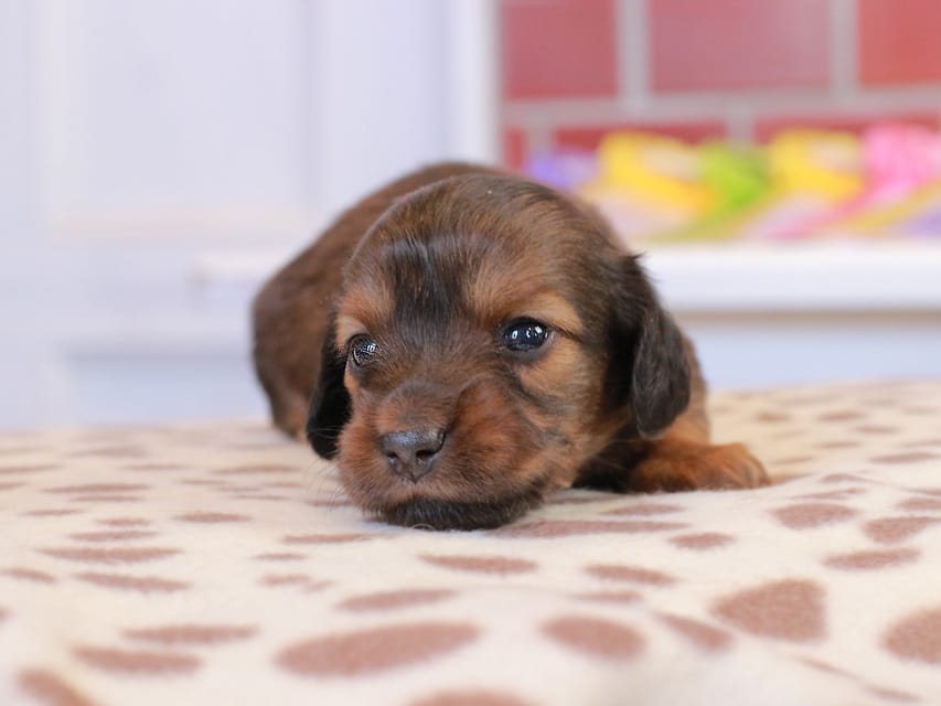 カニンヘン ダックスフンド スィーティ & グローリーの子犬 レッド 女の子
