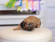 Kaninchen_Dachshund_1632