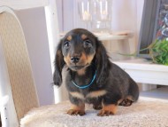 Kaninchen_Dachshund_1632