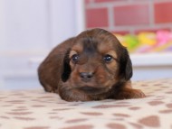 Kaninchen_Dachshund_1633