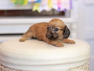 Kaninchen_Dachshund_1635