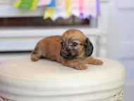 Kaninchen_Dachshund_1636