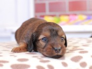 Kaninchen_Dachshund_1636