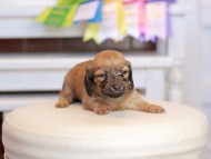 Kaninchen_Dachshund_1637