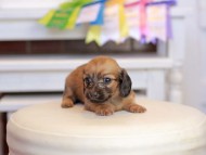 Kaninchen_Dachshund_1638