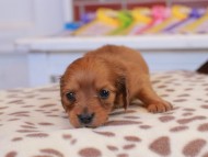 ブーケ & パッションの子犬 レッド 男の子 カニンヘン ダックスフンド