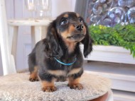 Kaninchen_Dachshund_1643