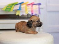 Kaninchen_Dachshund_1645