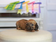 Kaninchen_Dachshund_1647