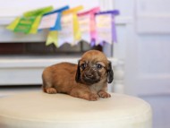 Kaninchen_Dachshund_1649