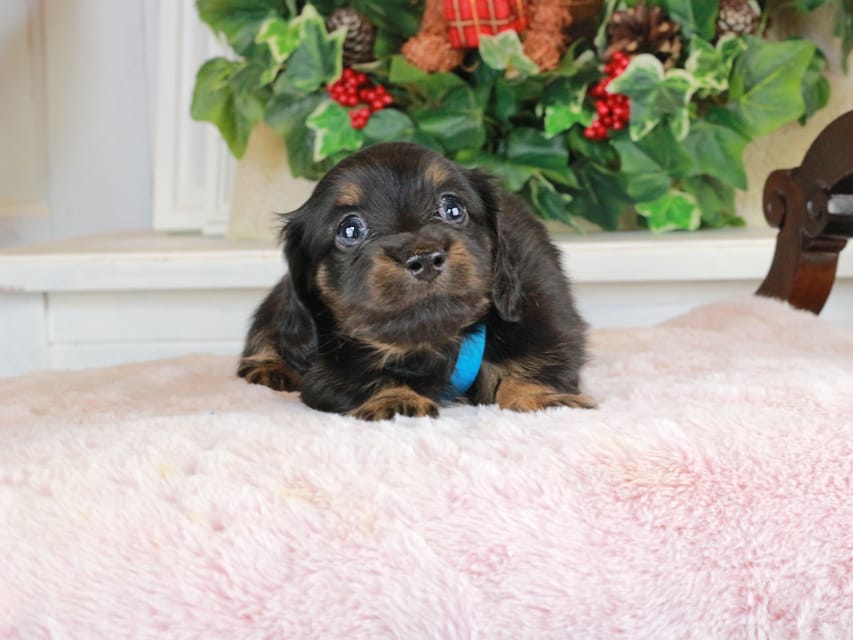 カニンヘンダックスフンド おんぷ&ブルースの子犬 ブラタン 男の子（2）