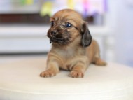 Kaninchen_Dachshund_1651