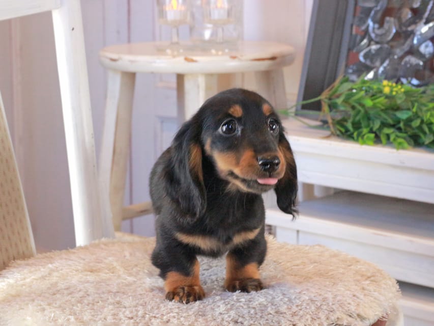 カニンヘンダックスフンド おんぷ&ブルースの子犬 ブラタン 男の子（3）